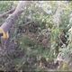 Фото читателя 24.kg. В Араванском районе Ошской области вырубают деревья