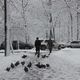 Фото ИА «24.kg». «Дзержинку» оккупировали голуби