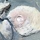 Фото NASA/Daily Mail. Странные структуры на камне внизу слева — «марсианские грибы»
