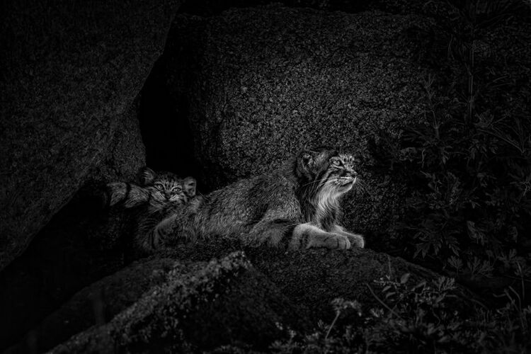 Элизабет Йичэн Шен