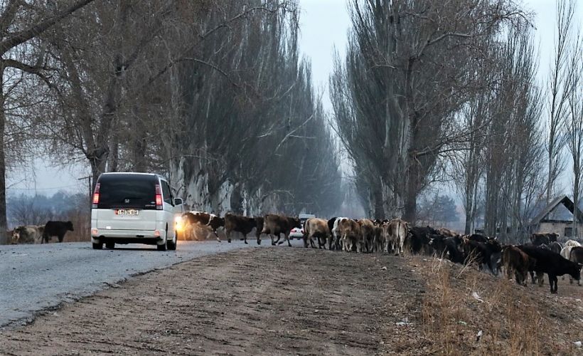пресс-службы УВД Иссык-Кульской области