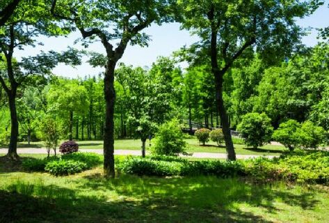 Tougher protection for green spaces proposed in Kyrgyzstan