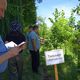 Фото пресс-службы мэрии . В Бишкеке продолжают проводить исследования для спасения дубов от вредителей