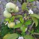 Фото читателя 24.kg. В Бишкеке во второй раз зацвели яблони и абрикосы