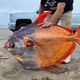 Фото Mirror. В США на пляже Сантет в Орегоне местные жители обнаружили огромную и редкую рыбу опах