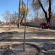 Фото 24.kg. В Бишкеке сегодня стартовал сезон осенней посадки деревьев