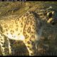Фото ПРООН. Фотоловушки в природном парке «Алатай» зафиксировали снежных барсов