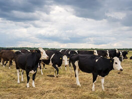 За&nbsp;уничтожение урожая скотом введут штрафы и&nbsp;конфискацию

