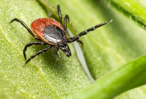 Tick season begins in Kyrgyzstan