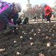 Фото пресс-службы мэрии Бишкека. Бишкекзеленхоз высадил в столице 150 тысяч луковиц тюльпанов
