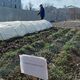 Фото 24.kg. В Аграрном университете выращивают шафран разными способами