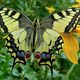 Фото предоставлено Дмитрием Милько. Махаон Papilio machaon, самка, размах крыльев — 80 миллиметров