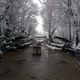 Фото Бакыта Шукуралиева. Карагачевая роща под снегом