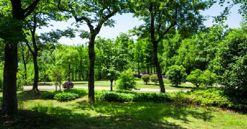 За&nbsp;вырубку одного&nbsp;&mdash; десять новых деревьев: в&nbsp;Кыргызстане ужесточат защиту зелени
