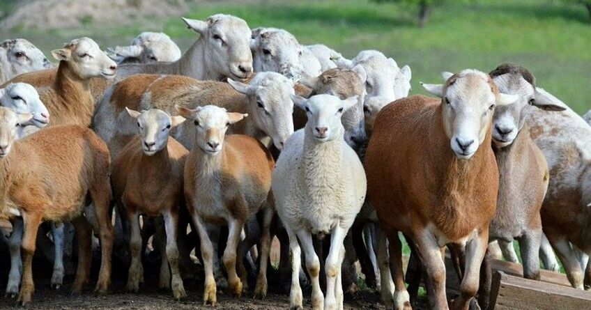 Сельхозперепись в&nbsp;Кыргызстане окончена: охвачено около 1,4 миллиона домохозяйств
