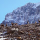 Фото Александра Семенова. Горные козлы Верхней Ала-Арчи