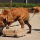 Фото ИА «24.kg». Собака находит взрывчатое вещество во время тренировки