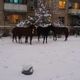 Фото читателей 24.kg. В 4-м микрорайоне Бишкека бродят бесхозные лошади