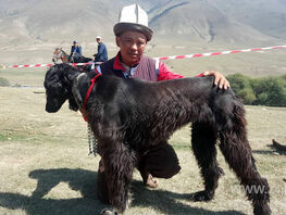 Депутат: Федерация салбуурун нуждается в&nbsp;господдержке на&nbsp;содержание животных
