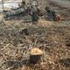 Фото Facebook/Серик Токчулуков. На Иссык-Куле возле села Ананьево массово вырубают деревья