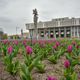 Фото пресс-службы мэрии. В Бишкеке начали цвести тюльпаны