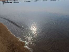 Утро на&nbsp;Иссык-Куле и&nbsp;цветение магнолии. Фото и&nbsp;видео читателей 24.kg
