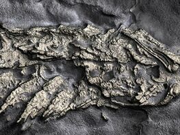 &laquo;Золотую&raquo; окаменелость животного возрастом 450 миллионов лет нашли в&nbsp;США
