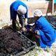 Фото ВПП ООН. В селе Сары-Камыш открыли цех по переработке шерсти