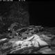 Фото ПРООН. Фотоловушки в природном парке «Кан-Ачуу»