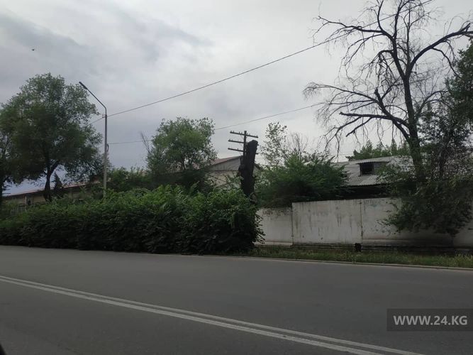 Фото 24.kg. Обрезка деревьев в Бишкеке, улица Толстого