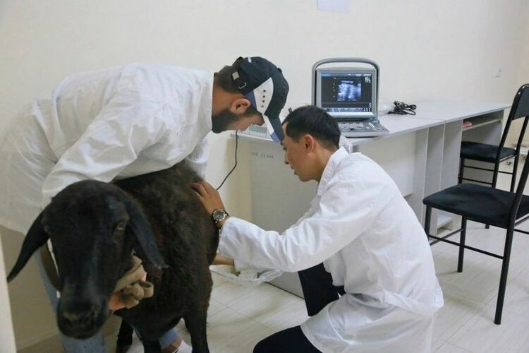 иллюстративное