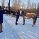 Фото пресс-службы мэрии. Теперь в парке имени Ататюрка выпасали лошадей