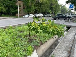 Бишкекчанин просит мэрию спасти саженцы на&nbsp;улице Орозбекова
