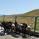 Фото ИА «24.kg». В селе Шоро-Башат купочный пункт и место для мобильной стрижки овец