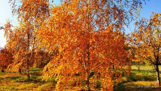 Выдра на&nbsp;охоте и&nbsp;осень в&nbsp;Бишкеке. Фото и&nbsp;видео читателей 24.kg
