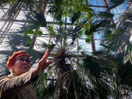 Там, где зимы не&nbsp;бывает. История цветочной оранжереи в&nbsp;Ботаническом саду
