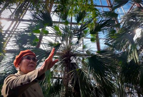 Там, где зимы не&nbsp;бывает. История цветочной оранжереи в&nbsp;Ботаническом саду
