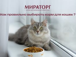 Как правильно выбирать корм для кошек?
