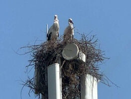 Почему аисты в&nbsp;Кыргызстане годами выбирают &laquo;квартиры&raquo; на&nbsp;сотовых вышках
