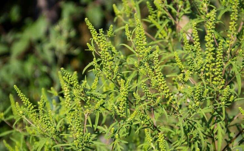 из интернета