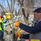 Фото пресс-службы мэрии. В Бишкеке начались весенние посадки деревьев