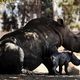 Фото Lenta.ru. В израильском зоопарке белая носорожиха Рианна родила третьего детеныша