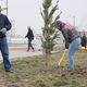 Фото пресс-службы мэрии Бишкека. В Парке здоровья высадили 90 сосен