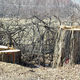 Фото из интернета. Все, что осталось от старых тополей в Чолпон-Ате
