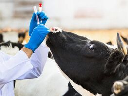 Вспышки опасных болезней скота. Как Кыргызстан защищает людей и&nbsp;свой рынок мяса
