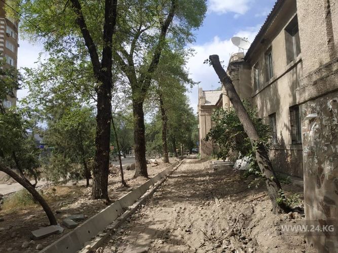 Фото 24.kg. Безобразная обрезка деревьев в Бишкеке, улица Логвиненко