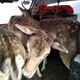 Фото ПС ГКНБ. В Баткенской области пресекли попытку нелегального провоза редких животных через госграницу
